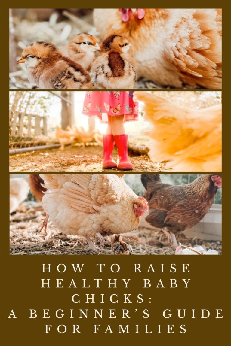 How to Raise Healthy Baby Chicks: A Beginner’s Guide for Families