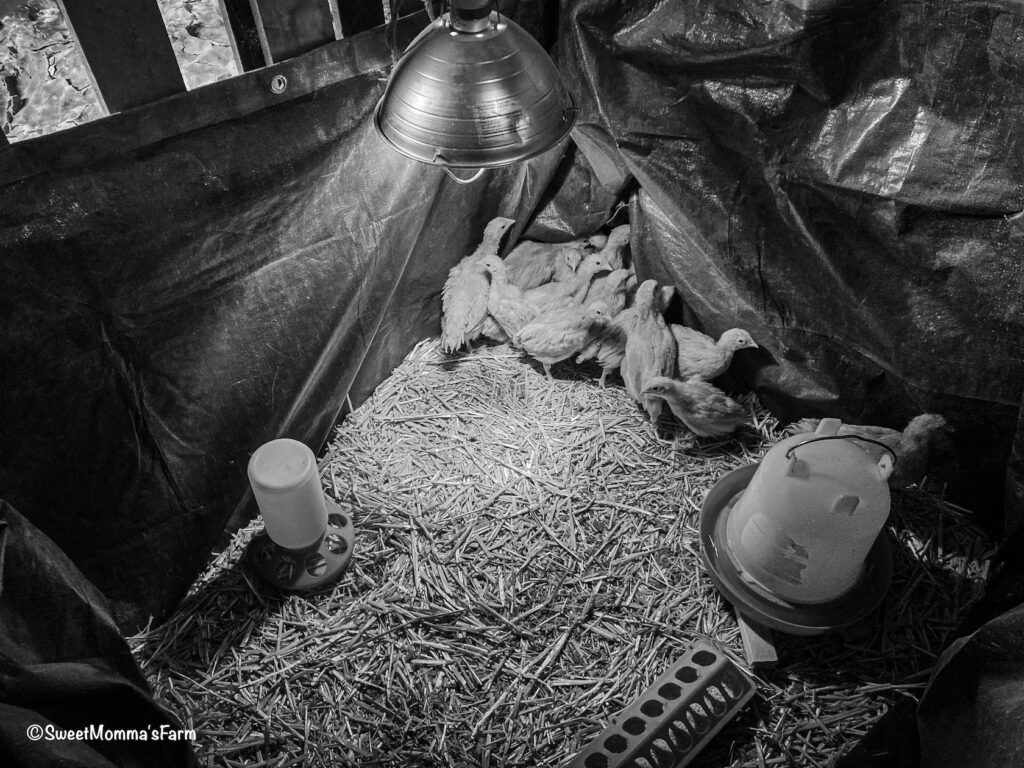 Black and white version of the Basic Chick Brooder with chicks in it, water, feeder and heat lamp
