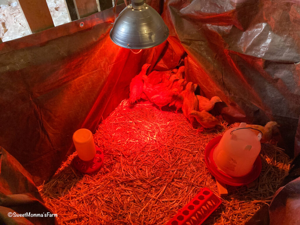 Basic Chick Brooder with chicks in it, water, feeder and heat lamp