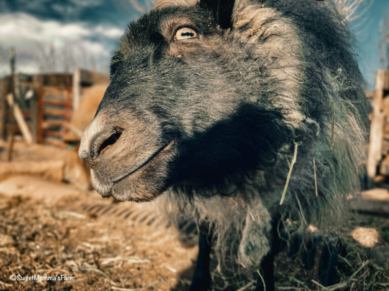 Icelandic Ewe close up picture