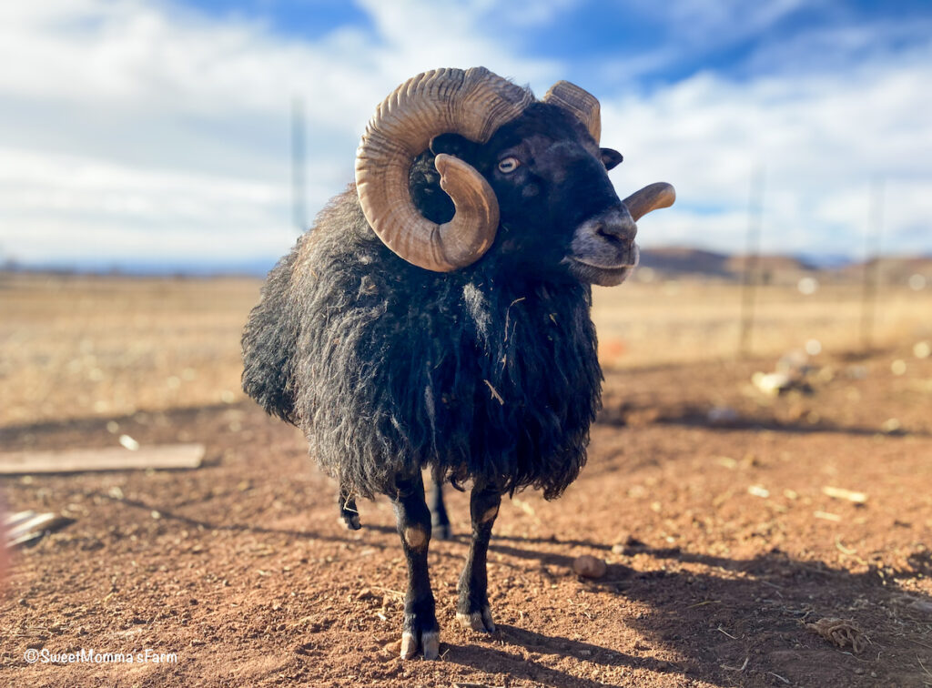 Icelandic Ram standing in the field