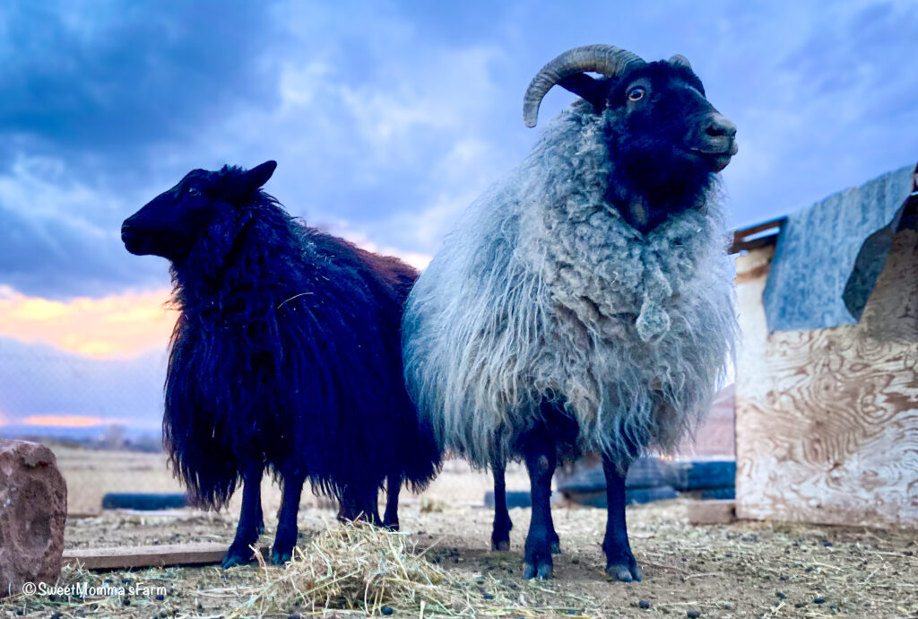 Sweet Momma and her daughter Elsa two Icelandic Ewes