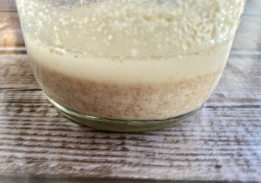 Day 2 of natural yeast with separation of water on top of the wheat