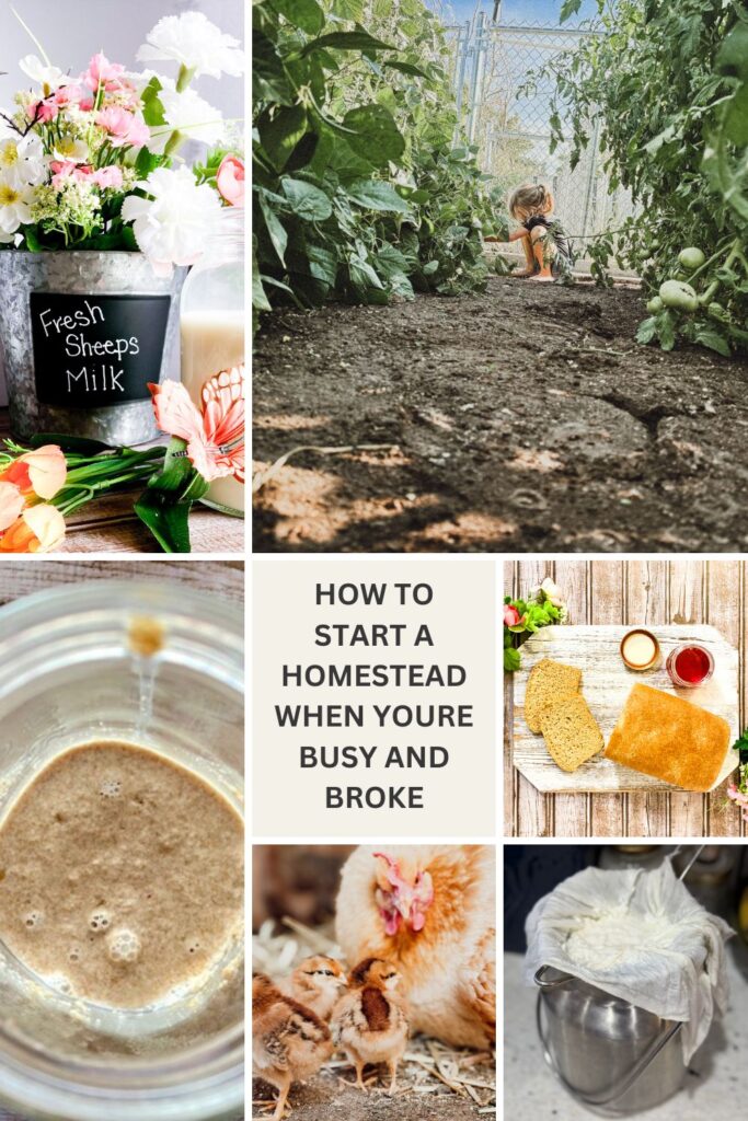 Beginner-friendly ways to start a homestead on a budget