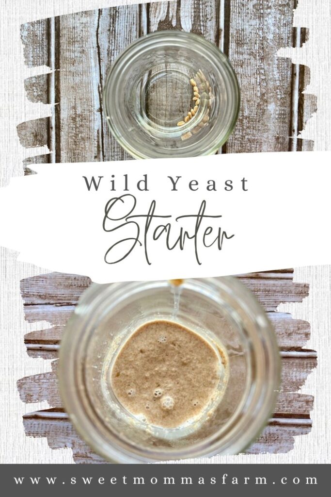 Picture of starting to make wild yeast or natural yeast start