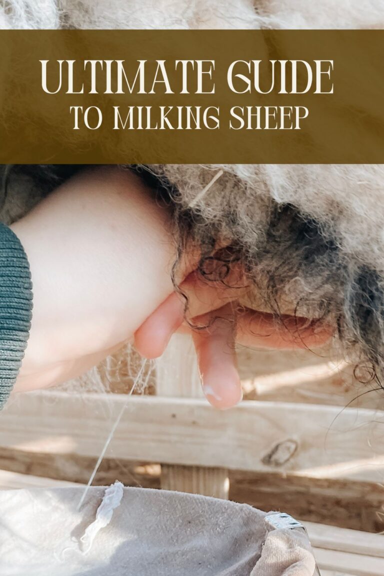 The Ultimate Guide to Milking Sheep