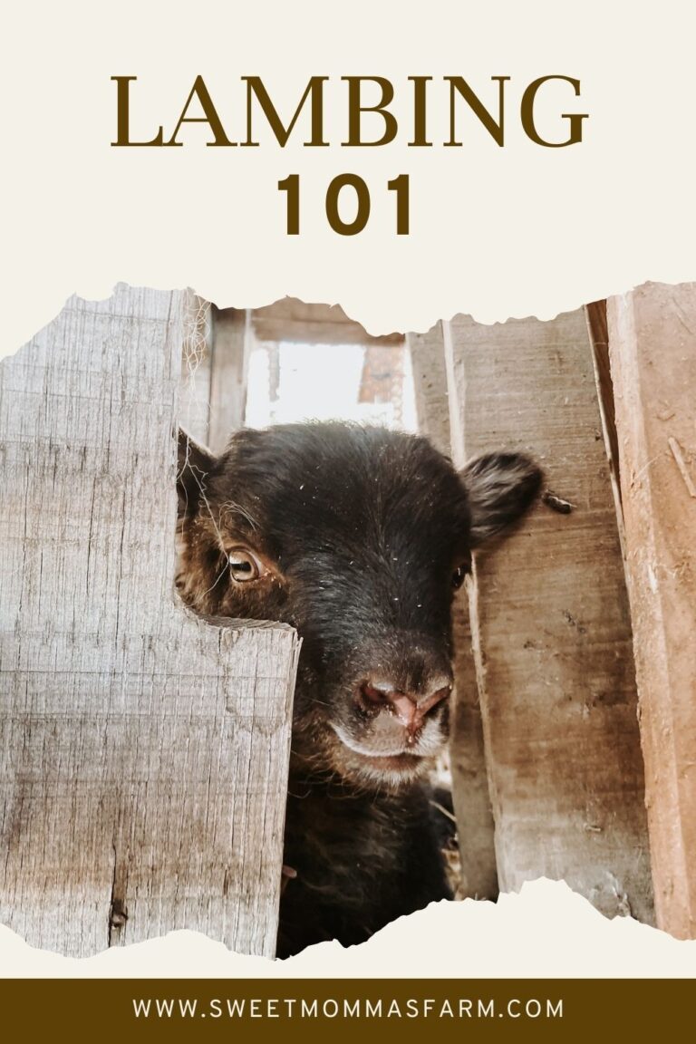 Lambing 101