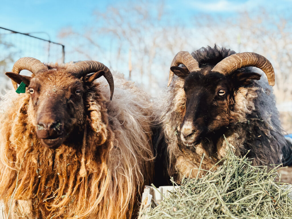 Icelandic Sheep