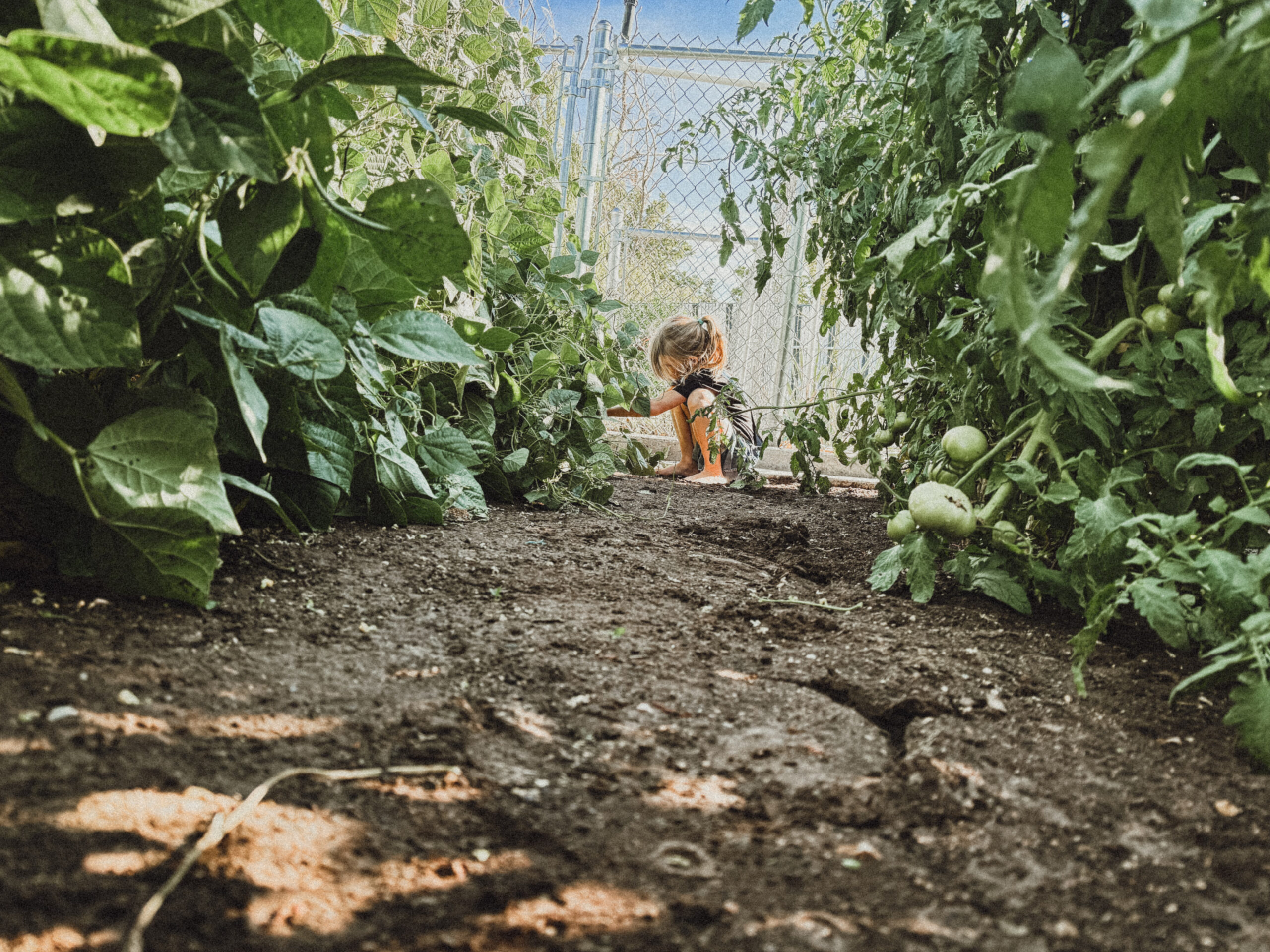 faith family and freedom to grow a garden