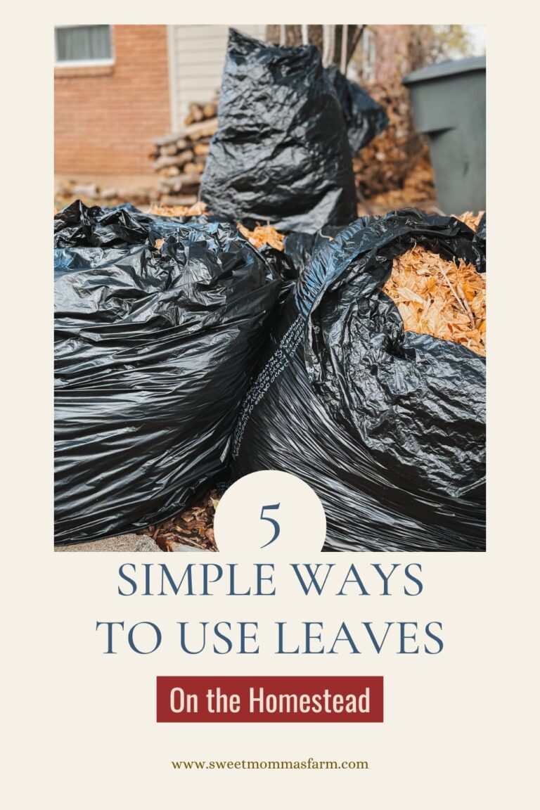 Leaves Become a Treasure on the Homestead