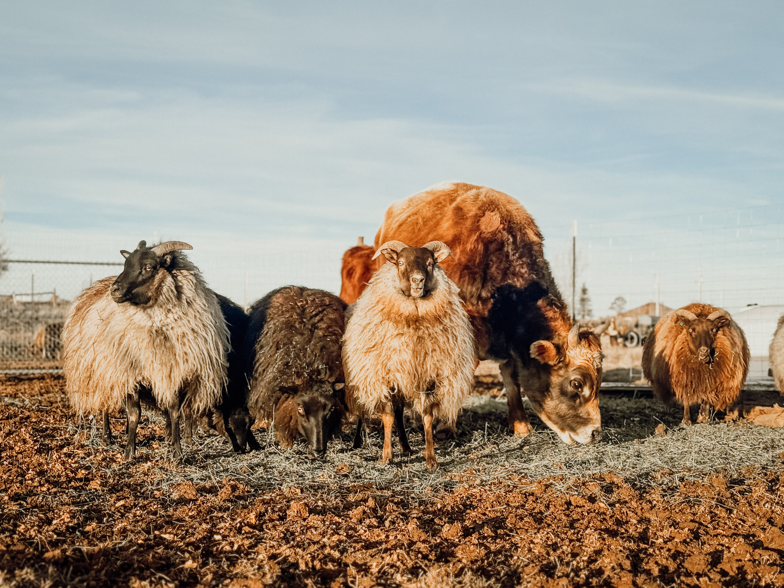 Icelandic sheep and Highland Jersey Cattle