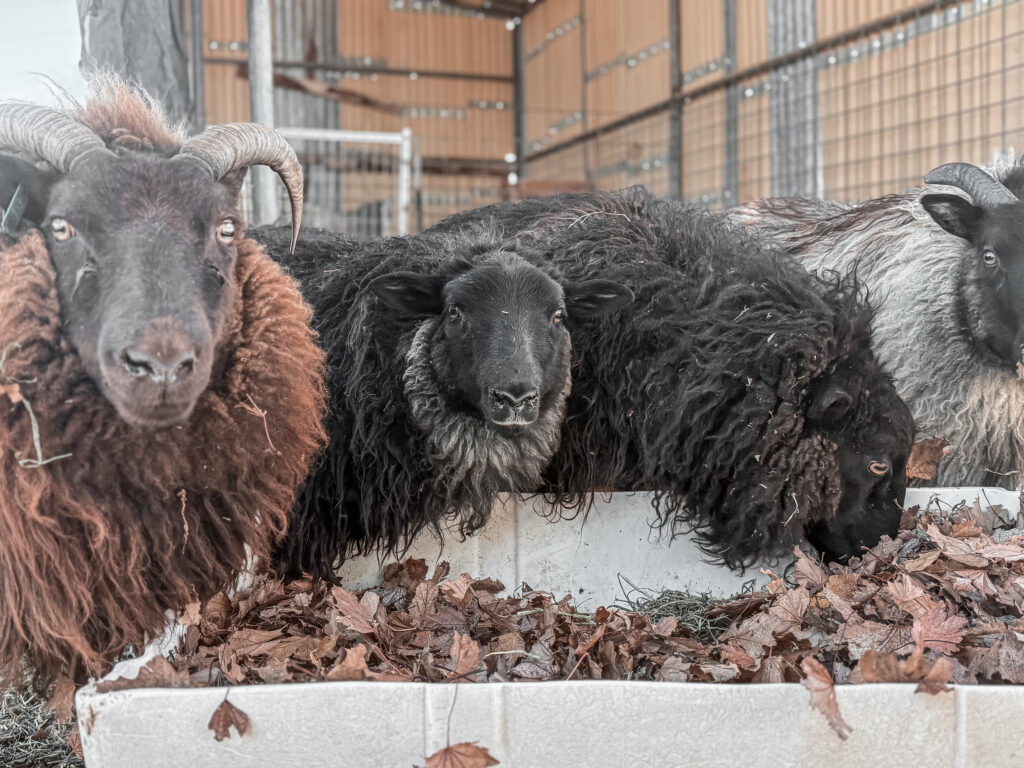 Icelandic Sheep Eating Leaves