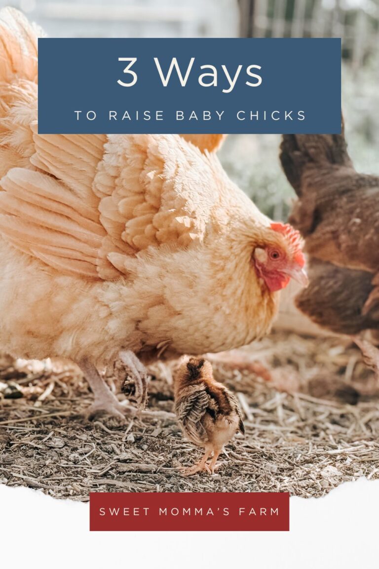 3 Ways to Raise Baby Chicks: Simple Methods for the Homestead