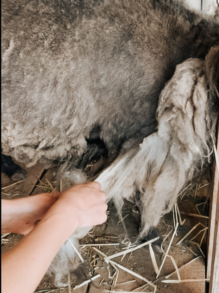 Rooing a Icelandic Sheep