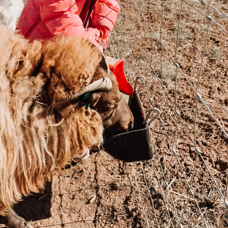 Why Minerals Matter on the Homestead
